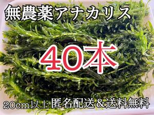 送料無料 40本20cm以上 無農薬アナカリス(オオカナダモ)アクアリウム餌水草 メダカ 金魚草 金魚藻 ザリガニ エビの餌