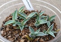 アガベ モンタナ 種子 100粒+α Agave Montana 100 seeds+α_画像2