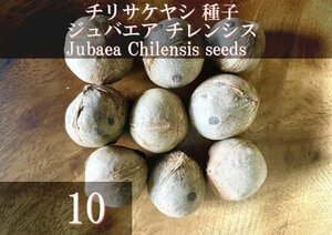 チリサケヤシ / ジュバエア チレンシス 種子 10粒+α Jubaea Chilensis 10 seeds+α チリワインパーム 種