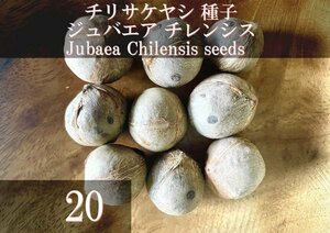 チリサケヤシ / ジュバエア チレンシス 種子 20粒+α Jubaea Chilensis 20 seeds+α チリワインパーム 種