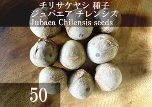 チリサケヤシ / ジュバエア チレンシス 種子 50粒+α Jubaea Chilensis 50 seeds+α チリワインパーム 種