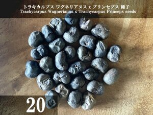 トラキカルプス ワグネリアヌス x プリンセプス 種子 20粒+α Trachycarpus Wagnerianus x Trachycarpus Princeps 20 seeds+α 種 ヤシ