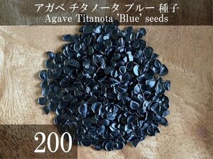 アガベ チタノータ ブルー 種子 200粒+α Agave Titanota 'Blue' 200 seeds+α 種 チタノタ