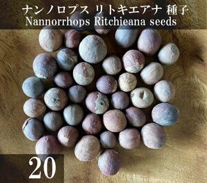 ナンノロプス リトキエアナ 種子 20粒+α Nannorrhops Ritchieana 20 seeds+α マザリヤシ 種 ナンノルホプス リチアナ Mazari Palm