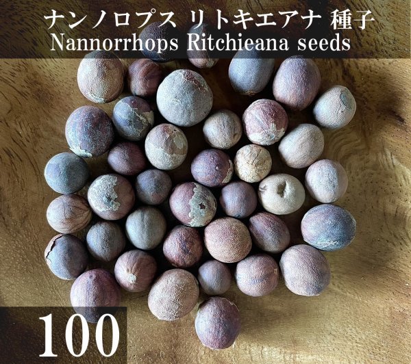 2023年最新】ヤフオク! -ヤシ 種(観葉植物)の中古品・新品・未使用品一覧