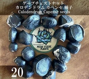 ケープチェストナット / カロデンドラム カペンセ 種子 20粒+α Calodendrum Capense 20 seeds+α 種 Cape chestnut