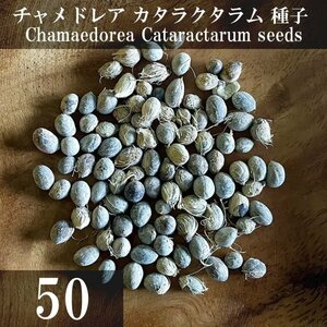 チャメドレア カタラクタラム 種子 50粒+α Chamaedorea Cataractarum 50 seeds+α 種 ヤシ メキシコケンチャヤシ