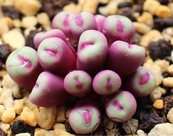 多肉植物 コノフィツム パゲアエ pageae TS429 Komkans