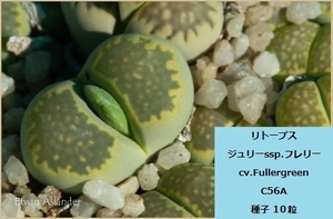 リトープス　ジュリー ssp.フレリー CV.フューラーグリーン C56A 種子10粒　