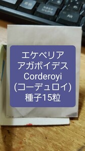 エケベリア　アガボイデス, Corderoyi コーデュロイ　種子15粒