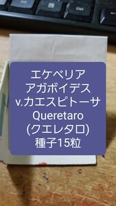 エケベリア　アガボイデス v.カエスピトーサ, Queretaro クエレタロ　種子15粒