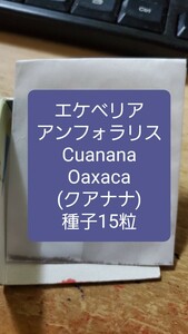 エケベリア　アンフォラリス, Cuanana　クアナナ 種子15粒
