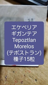 エケベリア　ギガンテア, Tepoztlan テポストラン　種子15粒