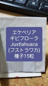 エケベリア　ギビフローラ, Juxlahuaca フストラワカ　種子15粒