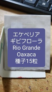 エケベリア　ギビフローラ, Rio Grande, Oaxaca リオ　グランデ　種子15粒