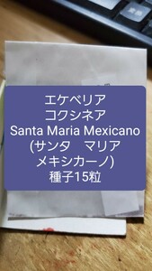 エケベリア　コクシネア, Santa Maria Mexicano サンタ　マリア　メキシカーノ　種子15粒