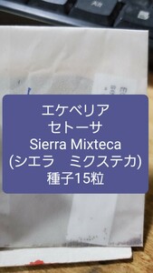エケベリア　セトーサ, Sierra Mixteca　シエラ　ミクステカ 種子15粒