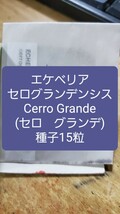 エケベリア　セログランデンシス, Cerro Grande 種子15粒_画像1