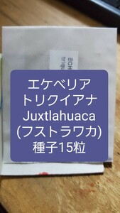 エケベリア　トリクイアナ, Juxtlahuaca 種子15粒