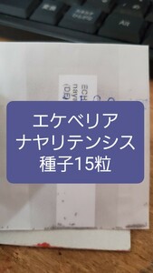 エケベリア　ナヤリテンシス 種子15粒