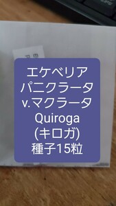 エケベリア　パニクラータ v.マクラータ, Quiroga 種子15粒