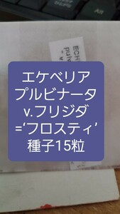 エケベリア　プルビナータ v.フリジダ = フロスティ　種子15粒