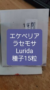 エケベリア　ラセモサ, Lurida 種子15粒