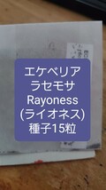 エケベリア　ラセモサ, Rayoness 種子15粒_画像1