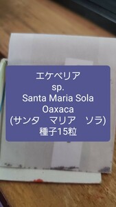 エケベリア　sp., Santa Maria Sola　種子15粒