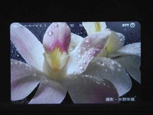 テレカ 50度 花 未使用 S-0224