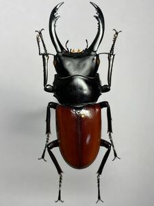 【昆虫標本】タイ王国産 アローコクワガタ Dorcus arrowi nobuhiroi ♂59.5mm（A）