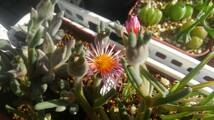 【コーデックス】フィロボルス　赤花テヌイフロルス 種子10粒【塊根メセン】_画像3