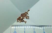 【コーデックス】フィロボルス　赤花テヌイフロルス 種子10粒【塊根メセン】_画像7