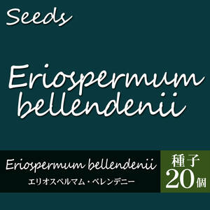 2166 Eriospermum bellendenii/種子20個 エリオスペルマム・ベレンデニー 珍塊根