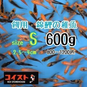 錦鯉稚魚　サイズS　600ｇ　餌用　約2.5～4㎝（800～1200匹）プラス50ｇ　選別漏れ
