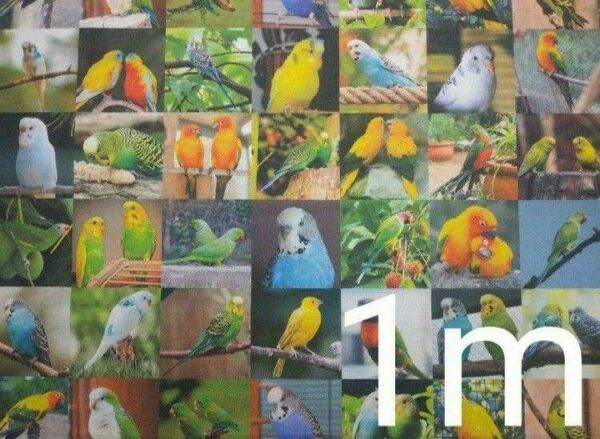 【ゆきちゃん限定】X062-5 インコ リアル パネル柄 布 1m