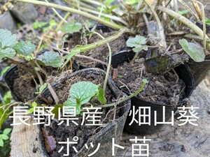 長野県産本わさびポット入り苗　6ポット畑わさび、陸わさび