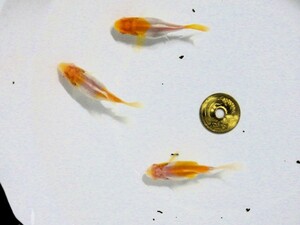 アルビノ朱文金特選セット(浜松 二橋養魚場産 ５～5.5ｃｍ3匹) -23-01-