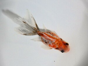 キャリコ浜錦(浜松 二橋養魚場産) ・22・631・性別不詳 9cm