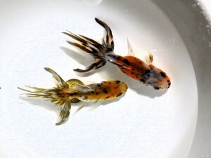 東錦　ペア？セット(浜松 二橋養魚場産 9.5＆10ｃｍ) 22♯207