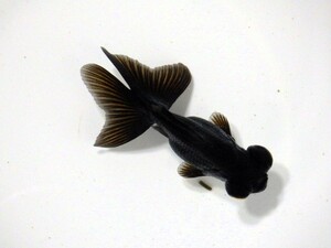 珍!!透明鱗の黒蝶尾(浜松 二橋養魚場産)。23。211オス 7cm