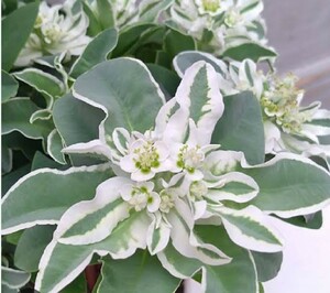 初雪草　10粒　花の種　種子　春秋播き　同梱可能　ホワイト　ナチュラルガーデン　ホワイトガーデン ユーフォルビア　ユーホルビア