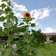 ひまわり　30粒　向日葵　種子　種まき　夏の花　緑肥 同梱可能　花の種　黄色のお花_画像4