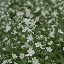 オンファロデス リニフォリア 種子 15粒　花の種　同梱可能　白花　かすみ草似　白い花　ナチュラルガーデン　カワイイ小花_画像4