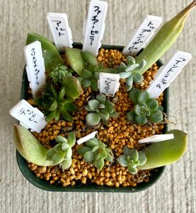 多肉植物 は座し苗 ミニ苗寄せ植え