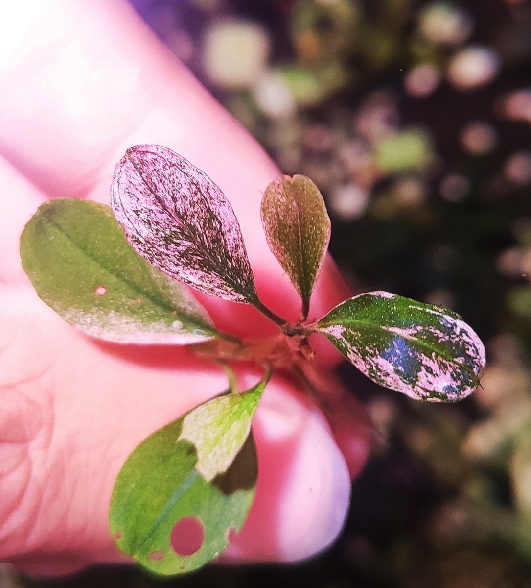 Bucephalandra sp.”Pink variegata” 水上葉 1株 ブセファランドラ 