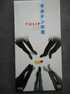 C332 【8cm CDS】 チューリップ TULIP／サボテンの花