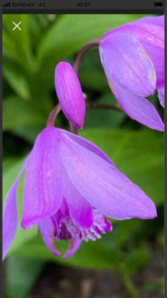 紫蘭　ミニ苗3株　オマケ花の種