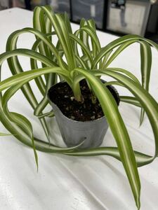 【子株苗1つ】オリヅルラン・ボニー　カールが可愛い　斑いり　観葉植物　ポット苗　根付き