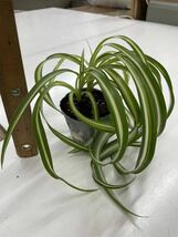 【子株苗1つ】オリヅルラン・ボニー　カールが可愛い　斑いり　観葉植物　ポット苗　根付き_画像7